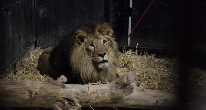 Cuatro nuevos leones de Ucrania rescatados llegan a AAP Primadomus   – Periódico digital de Villena y Comarca